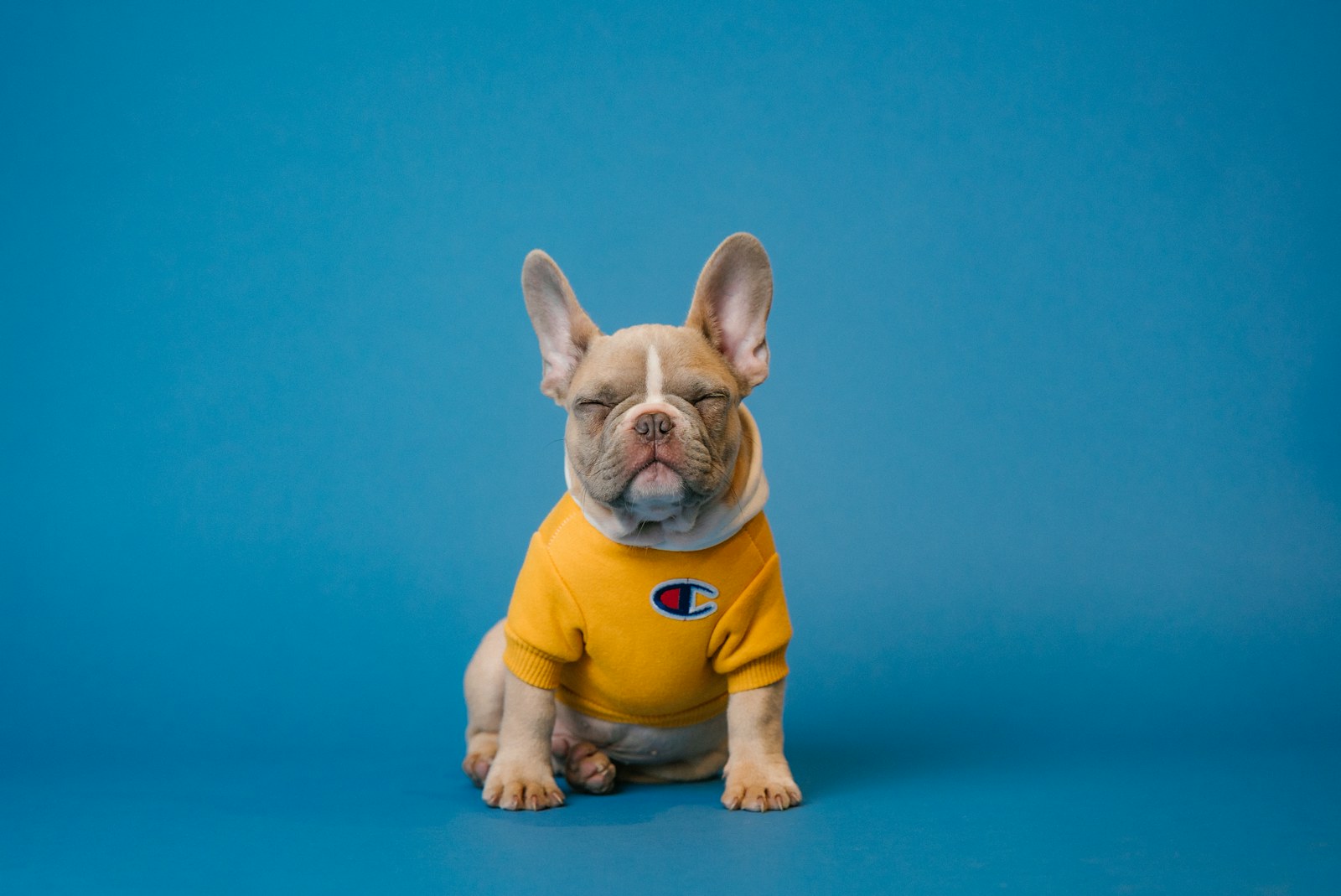 Domótica para Mascotas: Cómo la tecnología cuida de tus peludos